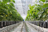 Cucumber greenhouse NL